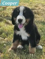 Copper, a male Bernese Mountain Dog for sale in St. Joe, AR – 1 of 1