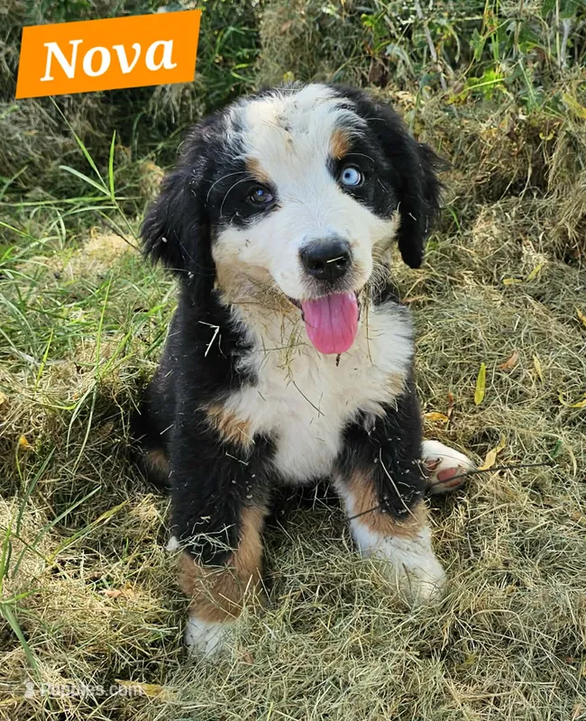 Nova – Bernese Mountain Dog puppy for sale in St. Joe, AR
