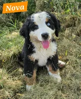 Nova, a female Bernese Mountain Dog for sale in St. Joe, AR – 1 of 1