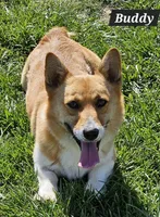 Buddy, a male Pembroke Welsh Corgi for sale in St. Joe, AR – Photo 2 of 2