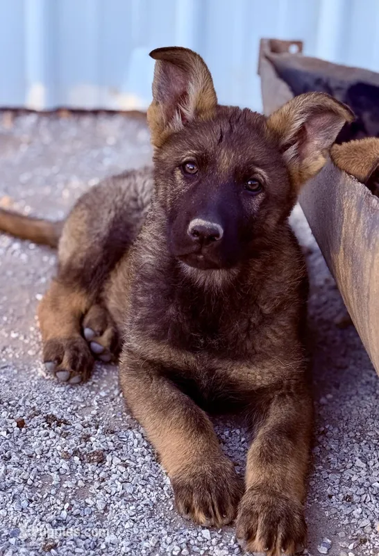 Luka – German Shepherd Dog puppy for sale in Mountain View, MO