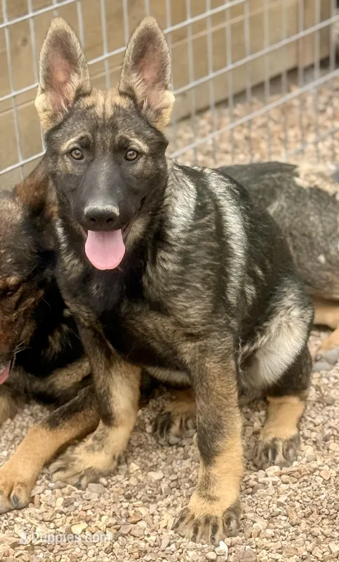 Luka – German Shepherd Dog puppy for sale in St. Joe, AR