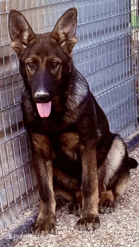 Nico – German Shepherd Dog puppy for sale in St. Joe, AR