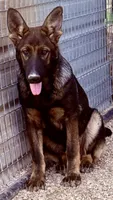 Nico, a male German Shepherd Dog for sale in St. Joe, AR – 1 of 1