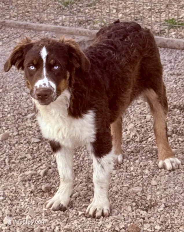 Amor – Australian Shepherd puppy for sale in St. Joe, AR