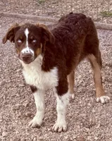 Amor, a male Australian Shepherd for sale in St. Joe, AR – 1 of 1