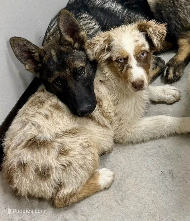 Venus – Australian Shepherd puppy for sale in St. Joe, AR