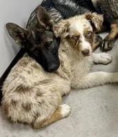 Venus, a female Australian Shepherd for sale in St. Joe, AR – 1 of 2