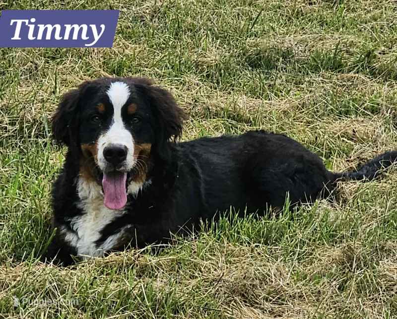 Timmy – Bernese Mountain Dog puppy for sale in St. Joe, AR