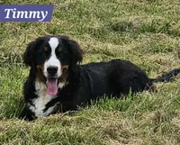 Timmy, a male Bernese Mountain Dog for sale in St. Joe, AR – 1 of 1