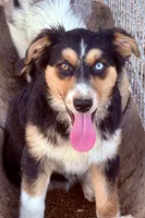Esme, a female Australian Shepherd for sale in St. Joe, AR – 1 of 2
