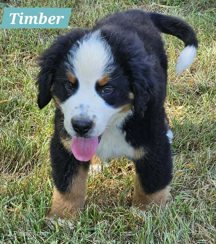 Timber – Bernese Mountain Dog puppy for sale in St. Joe, AR