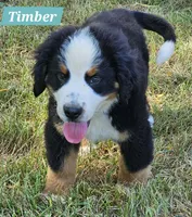 Timber, a male Bernese Mountain Dog for sale in St. Joe, AR – 1 of 1