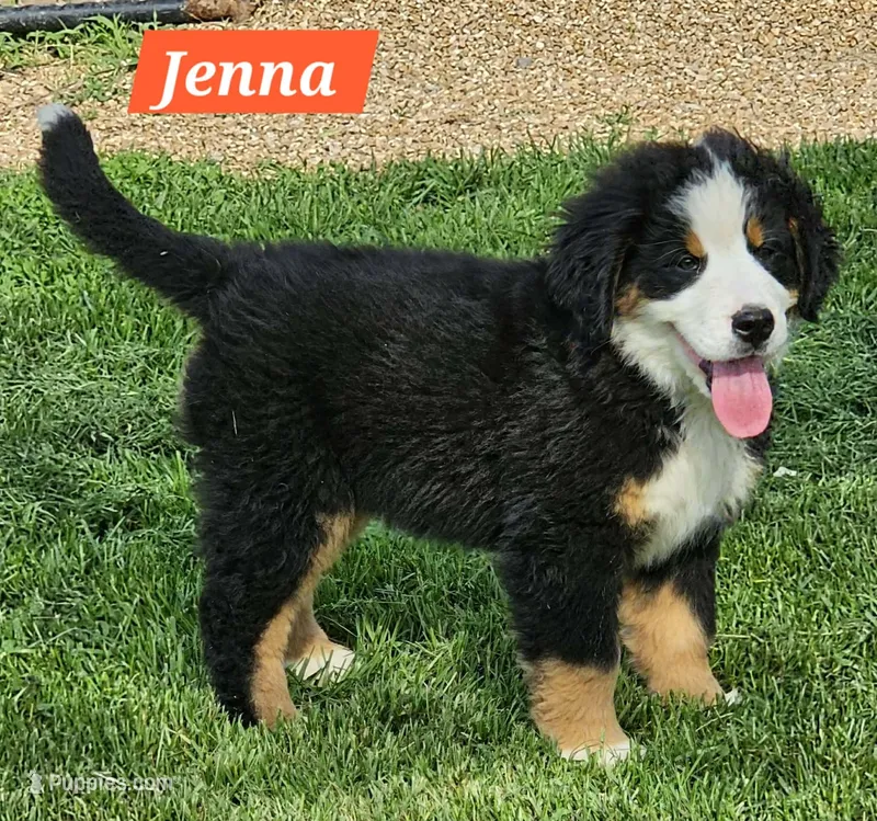 Jenna – Bernese Mountain Dog puppy for sale in St. Joe, AR
