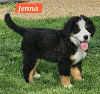 Jenna, a female Bernese Mountain Dog for sale in St. Joe, AR – 1 of 1