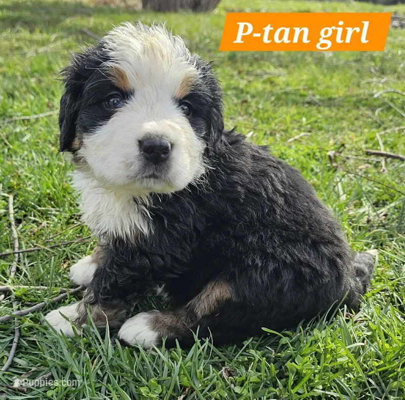 Tan – Bernese Mountain Dog puppy for sale in St. Joe, AR
