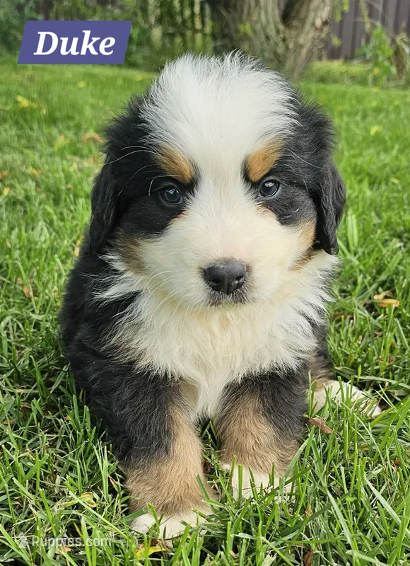 Duke – Bernese Mountain Dog puppy for sale in St. Joe, AR