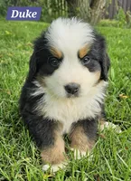 Duke, a male Bernese Mountain Dog for sale in St. Joe, AR – 1 of 1