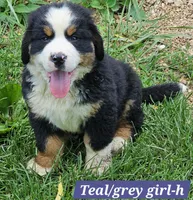 Teal/grey collar, a female Bernese Mountain Dog for sale in Mountain View, MO – Photo 5 of 8