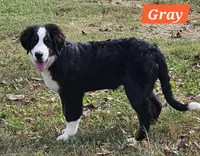 Teal/grey collar, a female Bernese Mountain Dog for sale in Mountain View, MO – Photo 2 of 8