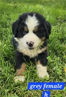 Teal/grey collar, a female Bernese Mountain Dog for sale in Mountain View, MO – Photo 6 of 8