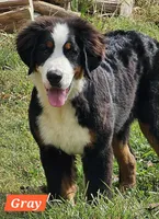 Teal/grey collar, a female Bernese Mountain Dog for sale in Mountain View, MO – Photo 1 of 8