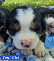Teal/grey collar, a female Bernese Mountain Dog for sale in Mountain View, MO – Photo 8 of 8