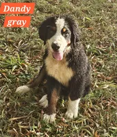 Teal/grey collar, a female Bernese Mountain Dog for sale in Mountain View, MO – Photo 3 of 8