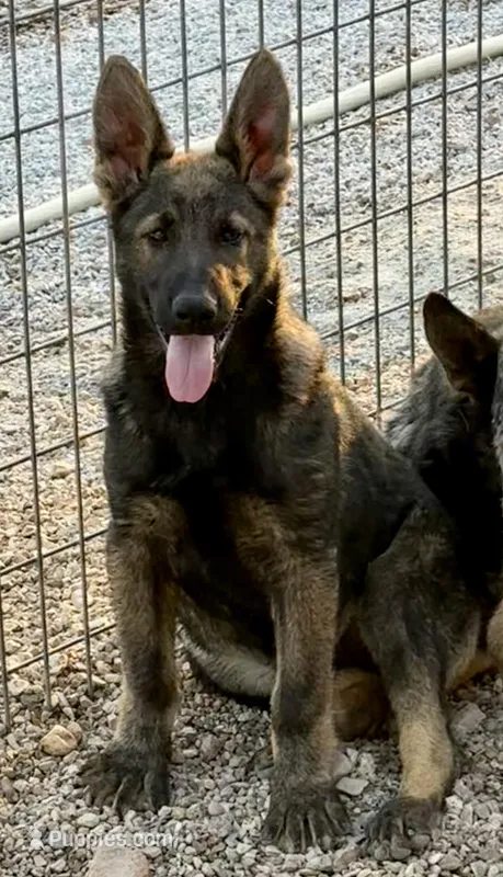 Kruz – German Shepherd Dog puppy for sale in St. Joe, AR