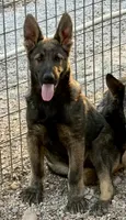 Kruz, a male German Shepherd Dog for sale in St. Joe, AR – 1 of 1