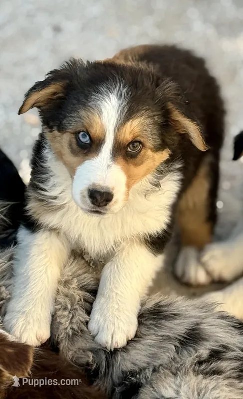 Juliet – Australian Shepherd puppy for sale in St. Joe, AR