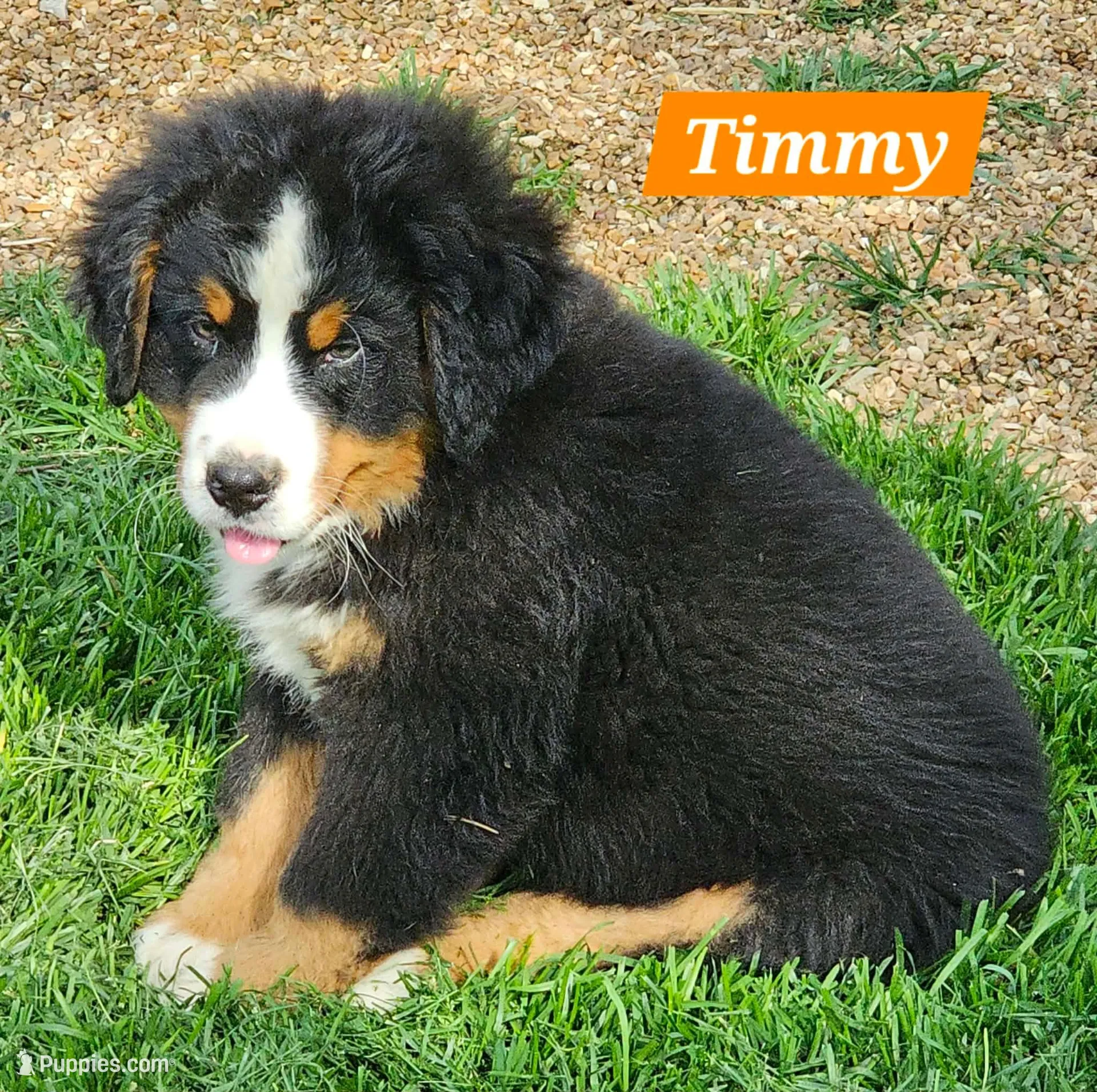 Timmy, a male Bernese Mountain Dog for sale in St. Joe, AR – 1 of 1