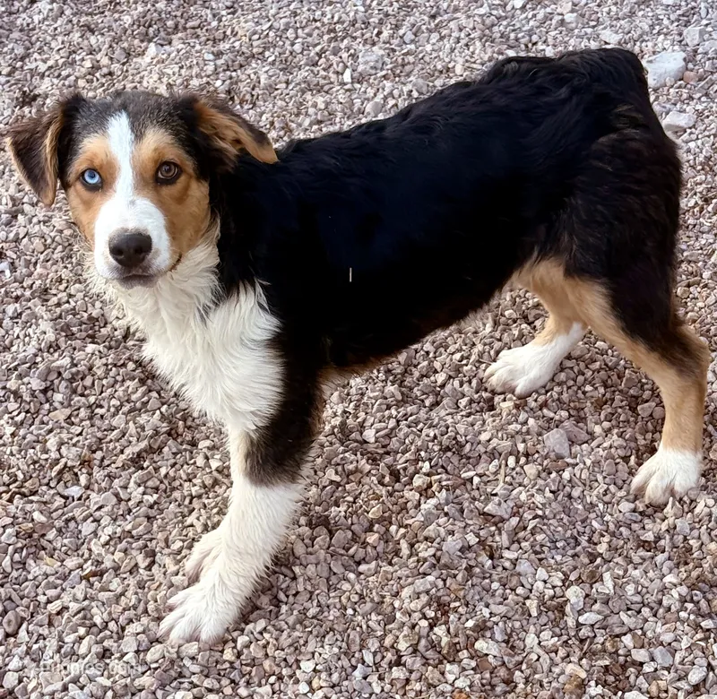 Juliet – Australian Shepherd puppy for sale in St. Joe, AR