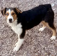 Juliet, a female Australian Shepherd for sale in St. Joe, AR – 1 of 2