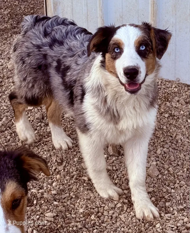Cupid – Australian Shepherd puppy for sale in St. Joe, AR
