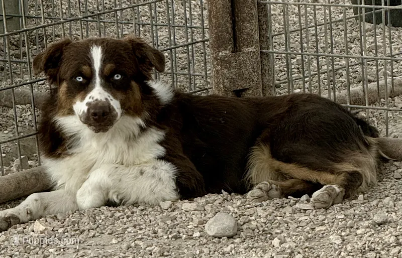 Copper – Australian Shepherd puppy for sale in St. Joe, AR