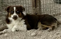 Copper, a male Australian Shepherd for sale in St. Joe, AR – 1 of 1
