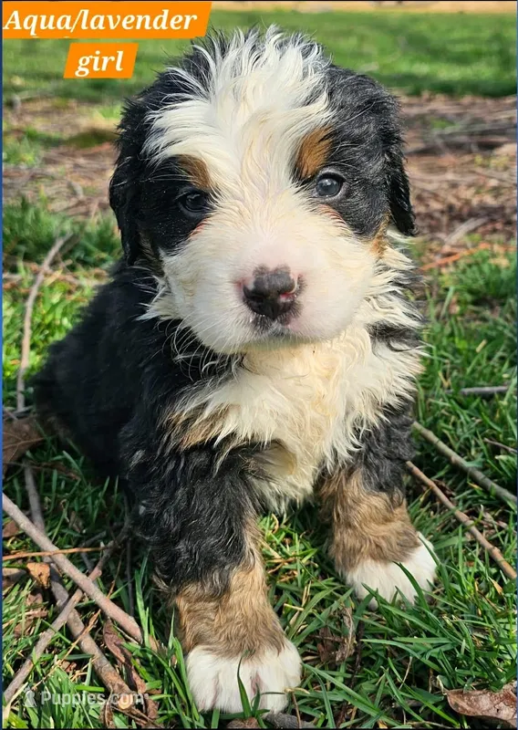 Aqua – Bernese Mountain Dog puppy for sale in Mountain View, MO