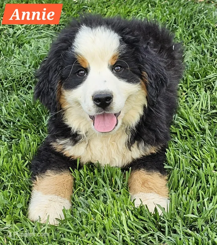 Annie – Bernese Mountain Dog puppy for sale in St. Joe, AR