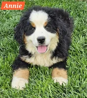 Annie, a female Bernese Mountain Dog for sale in St. Joe, AR – 1 of 1