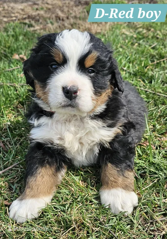 D red  – Bernese Mountain Dog puppy for sale in Mountain View, MO