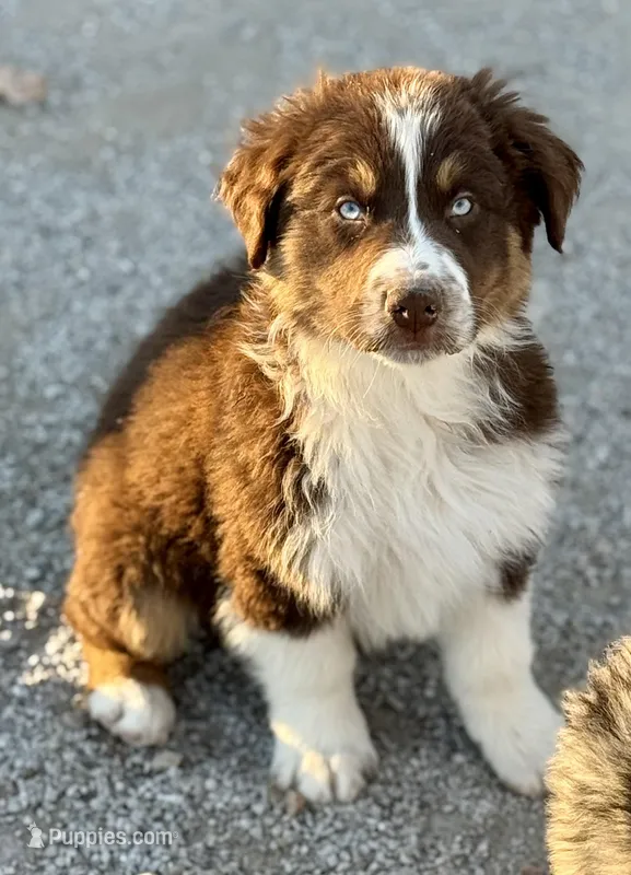 Amor – Australian Shepherd puppy for sale in St. Joe, AR