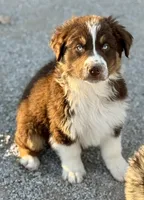 Amor, a male Australian Shepherd for sale in St. Joe, AR – 2 of 2