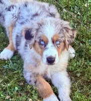 Hank, a male Australian Shepherd for sale in Mountain View, MO – Photo 2 of 7