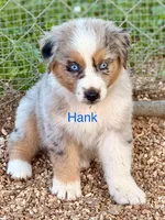 Hank, a male Australian Shepherd for sale in Mountain View, MO – Photo 5 of 7