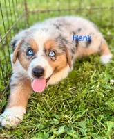 Hank, a male Australian Shepherd for sale in Mountain View, MO – Photo 4 of 7