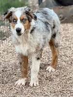 Hank, a male Australian Shepherd for sale in Mountain View, MO – Photo 1 of 7