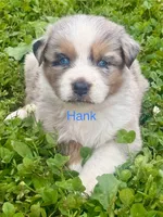 Hank, a male Australian Shepherd for sale in Mountain View, MO – Photo 7 of 7