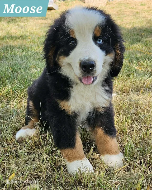 Moose  – Bernese Mountain Dog puppy for sale in St. Joe, AR