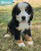 Moose , a male Bernese Mountain Dog for sale in St. Joe, AR – 1 of 1